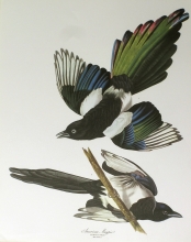 birds 16 - American Magpie, Corvus Pica